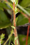 Hairy laurel <BR>Hairy wicky